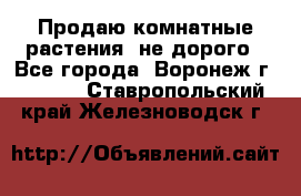 Продаю комнатные растения  не дорого - Все города, Воронеж г.  »    . Ставропольский край,Железноводск г.